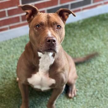 Pit Bull Terrier Dogs Available for Adoption in Edmond, Oklahoma - CHARM | PetCurious