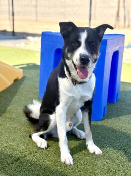 Rescue Australian Cattle Dog Blue Heeler and Siberian Husky Dogs for Adoption in Scottsdale, Arizona - Rex | PetCurious