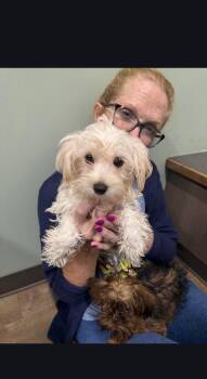 Carmen -  Maltese and Schnauzer Dog for Adoption in Wheaton, Illinois - Carmen | PetCurious