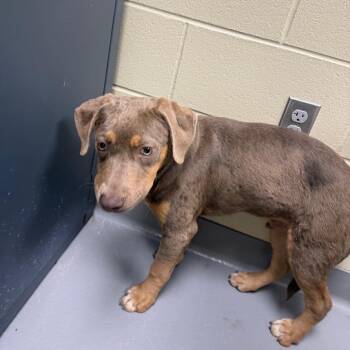 06/10/2026-Stray-SLumpkinRoad -  Mixed Breed Dog for Adoption in Columbus, Georgia - 06/10/2026-Stray-SLumpkinRoad | PetCurious
