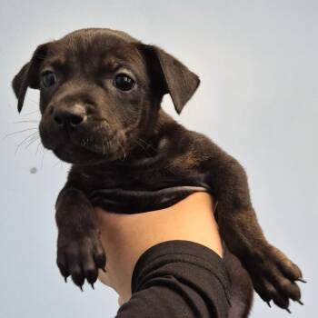 Catahoula Leopard Dog Dogs Available for Adoption - Kiara | PetCurious