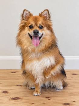 Mochi -  Pomeranian Dog for Adoption in Georgetown, Ohio - Mochi | PetCurious