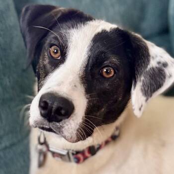 Skipper -  Labrador Retriever Dog for Adoption in Danielsville, Georgia - Skipper | PetCurious