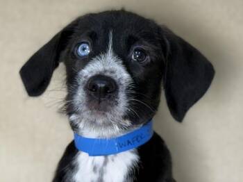 Wafer -  Pointer and Siberian Husky Dog for Adoption in Portland, Oregon - Wafer | PetCurious