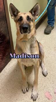 Rescue German Shepherd Dog Dogs for Adoption in Muncie, Indiana - Madison | PetCurious