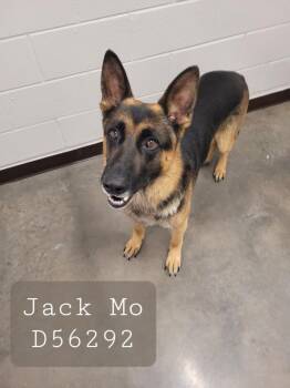 Jack Mo -  German Shepherd Dog Dog for Adoption in Clarksville, Tennessee - Jack Mo | PetCurious