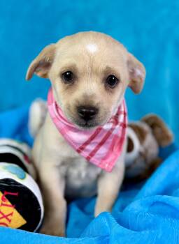 Rescue Yorkie Poo Dogs for Adoption in Hondo, Texas - Charm - Cute Little Peanut With A Kiss Mark On Her Head! | PetCurious