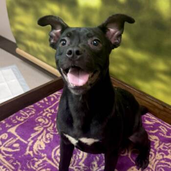 Reggie -  Mixed Breed Dog for Adoption in Auburn, New Hampshire - Reggie | PetCurious