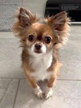 Chihuahua and Papillon Dogs Available for Adoption in Dallas, Texas - Gretchen -880 | PetCurious
