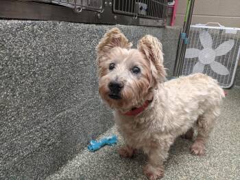 Rescue Mixed Breed Dogs for Adoption in Watertown, Wisconsin - Phoebe | PetCurious