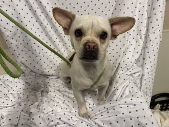Chihuahua and Mixed Breed Dogs Available for Adoption in Modesto, California - A609818 | PetCurious