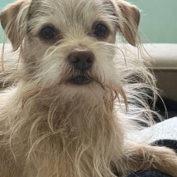Terrier and Chihuahua Dogs Available for Adoption - St Nick | PetCurious