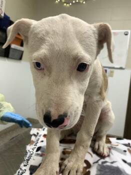 Goldendale -  Mixed Breed Dog for Adoption in Vancouver, Washington - Goldendale | PetCurious