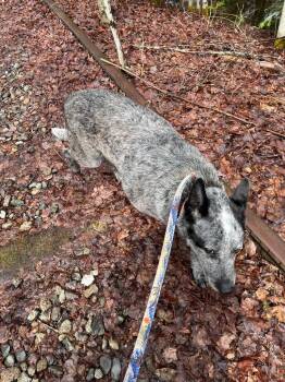 Cattle Dog Dogs Available for Adoption in Lunenburg, Vermont - Brady | PetCurious
