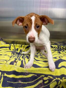 Minnie -  Mixed Breed Dog for Adoption - Minnie | PetCurious