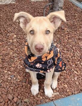 Kodak -  German Shepherd Dog and Labrador Retriever Dog for Adoption in Santa Cruz, California - Kodak | PetCurious