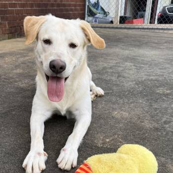 Finnie -  Labrador Retriever Dog Available for Adoption in Fairhope, Alabama - Finnie | PetCurious