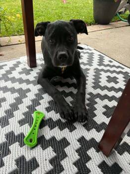 Ember -  Mixed Breed Dog for Adoption - Ember | PetCurious