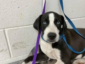 SIR WAG-A-LOT -  Pit Bull Terrier and Mixed Breed Dog for Adoption in San Bernardino, California - SIR WAG-A-LOT | PetCurious