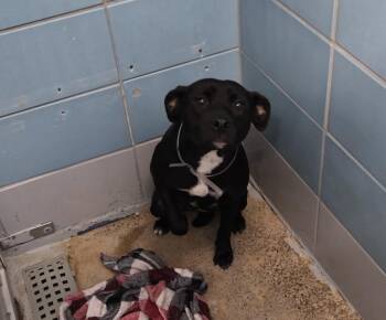 American Staffordshire Terrier and Mixed Breed Dogs Available for Adoption in Houston, Texas - A2073413 | PetCurious