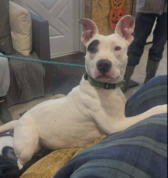 Mixed Breed Dogs Available for Adoption - Diamond | PetCurious