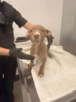 Mary -  Pit Bull Terrier Dog for Adoption in Cleveland, Ohio - Mary | PetCurious