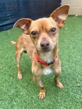Boris -  Chihuahua and Mixed Breed Dog for Adoption in West Chester, Pennsylvania - Boris | PetCurious