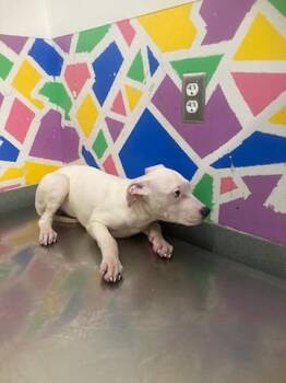 HARRY -  Pit Bull Terrier and Mixed Breed Dog for Adoption in Baytown, Texas - HARRY | PetCurious