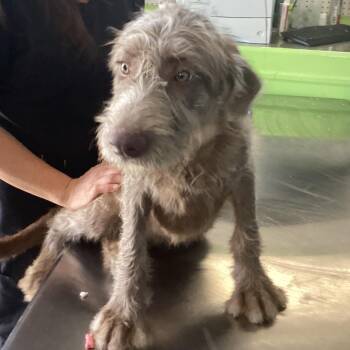 Wirehaired Terrier Dogs Available for Adoption in Montgomery, Alabama - Wilma Waggins | PetCurious