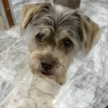 Struesel -  Schnauzer Dog for Adoption in Winter Garden, Florida - Struesel | PetCurious