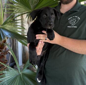 Kona -  Black Labrador Retriever and Shepherd Dog for Adoption in Lathrop, California - Kona | PetCurious
