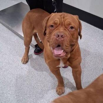 Jack odin -  Mastiff Dog for Adoption in Lake Havasu City, Arizona - Jack Odin | PetCurious