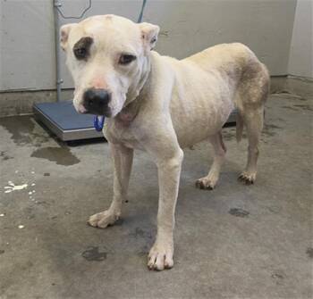 BAMBEE -  Pit Bull Terrier Dog for Adoption in Camarillo, California - BAMBEE | PetCurious