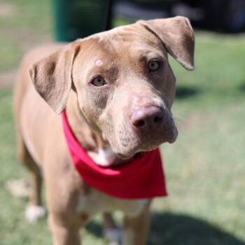American Staffordshire Terrier Dogs Available for Adoption in San Antonio, Texas - ADINA | PetCurious