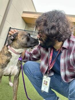 Layla Ali -  Mixed Breed Dog for Adoption in Wichita, Kansas - Layla Ali | PetCurious
