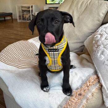 Black Labrador Retriever and Spaniel Dogs Available for Adoption - Super Cooper- He Is The Best Boy | PetCurious