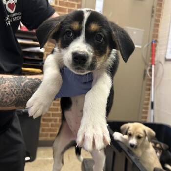 Hound and Collie Dogs Available for Adoption - Vivi | PetCurious