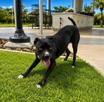 Mahina -  American Staffordshire Terrier and Mixed Breed Dog for Adoption in Honolulu, Hawaii - Mahina | PetCurious
