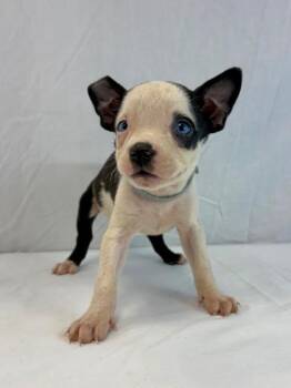Grams Bear -  Pit Bull Terrier and Husky Dog for Adoption in Morton Grove, Illinois - Grams Bear | PetCurious
