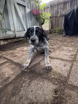 SNOOP - Beau -  Australian Cattle Dog Blue Heeler Dog for Adoption in Sebec, Maine - SNOOP - Beau | PetCurious