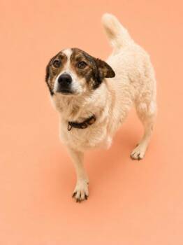 Australian Cattle Dog Blue Heeler and Mixed Breed Dogs Available for Adoption in Bowling Green, Kentucky - Stewie (3 Legs)~HW+ | PetCurious