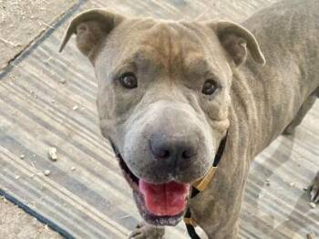 Herman -  Mixed Breed Dog for Adoption in Georgetown, Texas - Herman | PetCurious