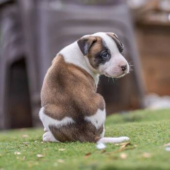 Muppet Pup - Fozzie -  Boxer Dog for Adoption in San Diego, California - Muppet Pup - Fozzie | PetCurious