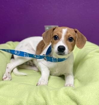 Spyro -  Jack Russell Terrier Dog for Adoption in Jamestown, California - Spyro | PetCurious