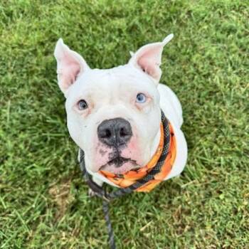 Rescue Pit Bull Terrier Dogs for Adoption in Manhattan, Kansas - Sophi | PetCurious