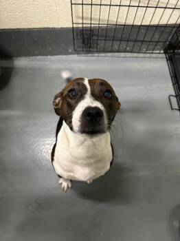 Lady -  Pit Bull Terrier Dog for Adoption in Johnson City, Tennessee - Lady | PetCurious
