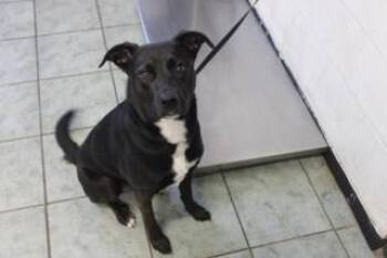 Rescue Labrador Retriever and Mixed Breed Dogs for Adoption in Weatherford, Texas - Sonja | PetCurious