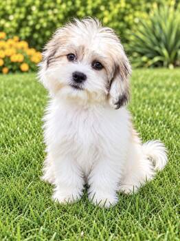 Oliver -  Shih Tzu and Bichon Frise Dog for Adoption in New Baltimore, Michigan - Oliver | PetCurious