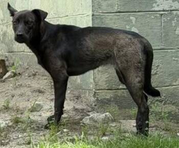 Lainey -  Labrador Retriever and Shepherd Dog for Adoption in Somerset, Kentucky - Lainey | PetCurious