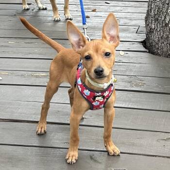 Josefina "JoJo" -  Chihuahua Dog for Adoption in Fairfield, Connecticut - Josefina "JoJo" | PetCurious